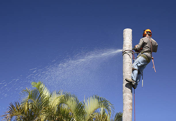 Trusted Greendale, WI Tree Removal Services Experts